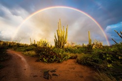 A beautiful rainbow arching over a forest of cacti during a sunrise rain shower near the Alto Vista Chapel of Aruba.