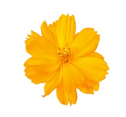 fresh orange cosmos flower blooming top view center. Isolated on white background. 