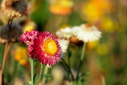 beautiful group of helichrysum red yellow color fresh flower in botany garden natural park. macro flora orange and pink blooming