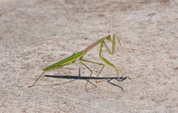 young mantis green grasshopper hold left leg on concrete floor. pest animal predator insect wildlife with long antenna arthropod.