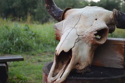Old bison skull with horn on the nature background. Design concept.