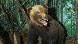Stuffed adult Brown Bear in a fierce pose. Taxidermy bear with brown fur. Animal concept. Image for design.