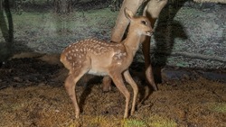 Taxidermy stuffed little deer buck. Animal concepts. A cute stuffed baby deer standing on the museum. Image for design.