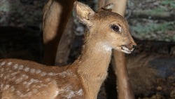 Taxidermy stuffed little deer buck. Animal concepts. A cute stuffed baby deer standing on the museum. Image for design.