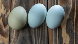 Araucana eggs on wooden background. Three light blue eggs from Araucana chicken. Easter Festival concepts. Easter egg. Blue araucana chicken eggs very nice colors. Space for text.