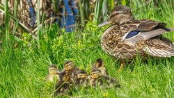 Little ducklings with mom duck in green grass. Breeding season in wild ducks. Duck with chicks. Fluffy ducklings standing next to mother of mallard or wild duck.