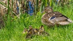 Little ducklings with mom duck in green grass. Breeding season in wild ducks. Duck with chicks. Fluffy ducklings standing next to mother of mallard or wild duck.