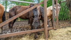 Horses eating fresh hay between the bars of an wooden fence. Group of purebred horses eating hay on rural animal farm. Herd of horses chewing fresh hay on ranch summertime.