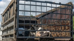 Transport of live animals in cattle truck. Livestock transport truck at the market or butchery. A truck deliver live cow. Bovine, cow, beef behind bars.