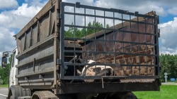 Transport of live animals in cattle truck. Livestock transport truck at the market or butchery. A truck deliver live cow. Bovine, cow, beef behind bars.