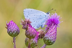 A male Holly Blue butterfly (Celastrina argiolus)  perched on creeping thistle in a London nature reserve in July.  