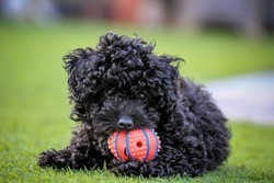 puppy toy poodle playing ball
