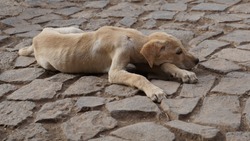 a yellow street dog puppy lying on a floor in Mindelo, on the island Sao Vicente, Cabo Verde