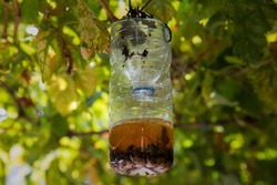 Detail of traps to catch Asian wasps, with honey and wine.
