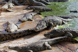 Crocodiles bask in the sun. Crocodiles in the pond. Crocodile farm. Cultivation of crocodiles. Crocodile sharp teeth.