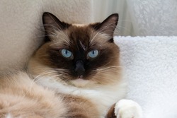 Portrait of a Ragdoll Cat with blue eyes
