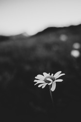 A closeup grayscale shot of a daisy flower with blurred background