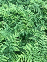 Fern. Green summer background. Bracken plant