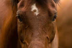 Close up photograph of a bay horses face and eyes along with its unique facial marking.