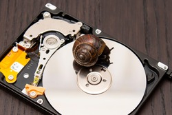brown snail on hard disk as a symbol of slow reading and writing data