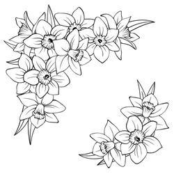 Corner composition of narcissus flowers isolated on white. Daffodils outline hand drawn sketch, few buds and leaves. Vector decorative element for floral design, wedding or greeting card.