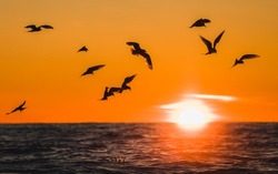 Arctic Terns during flight at midnight sun in Iceland