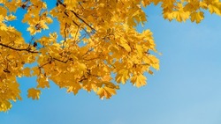 Blurred autumn background with yellow maple leaves against the blue sky.