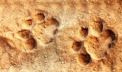 feline footprints on sand in Kenya