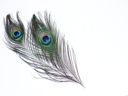 Clothing and home decoration. Peacock feathers on white background.
