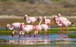 group or flock of Greater Flamingo (Phoenicopterus roseus) wild birds feeding and wading in the shallows of the lagoon water at West Coast national park in Western Cape, South Africa