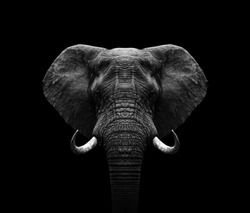 Elephant head- black and white Elephant 