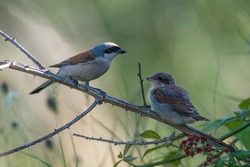 Red-backed shrike with juvenile on a blackberry bush branch