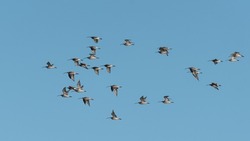 Eurasian curlew flock, flying against a blue sky