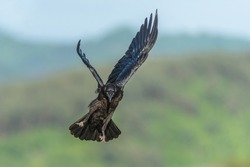 Common raven soaring, with mountain background