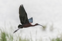 Glossy ibis flying over  wetland