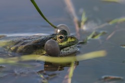 Green frog in shallow water blowing cheeks