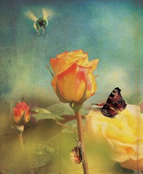 An orange rose flower head and stem set over a soft focus garden background with a grunge style effect applied, with a bee, butterfly and snail. Set on a portrait format.