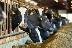 Group Of Milk Cows Standing In Livestock Stall And Eating Hay At Dairy Farm
