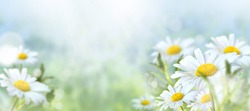 Green grass and chamomile in the meadow. Spring or summer nature scene with blooming white daisies in sun glare. Soft focus.
