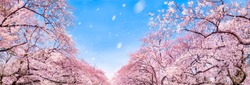 Japanese cherry blossom tree panorama in spring as background
