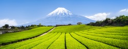 Green tea plantation near Mount Fuji, Shizuoka Prefecture, Japan