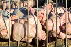 Pig production on a pig farm