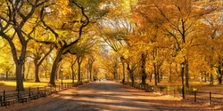 Central park in autumn with beautiful autumn foliage, New York City, USA