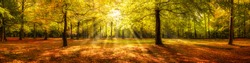 Autumn forest panorama in sunlight