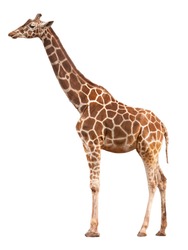Giraffe isolated in front of white background