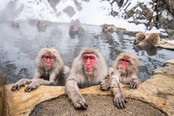 A group of Japanese macaques taking a bath in a hot spring