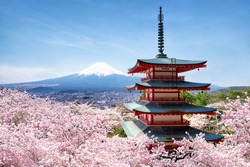 Chureito Pagode and Mount Fuji with cherry blossom tree during spring season