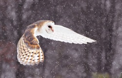Flying Barnowl snow