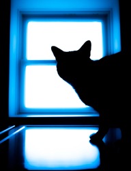 Cat in Window Silhouette Neon Light Glow