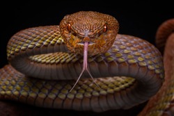 Manggrove Pit Viper (Trimeresurus purpureomaculatus), Venomous Snake, Viper Snake